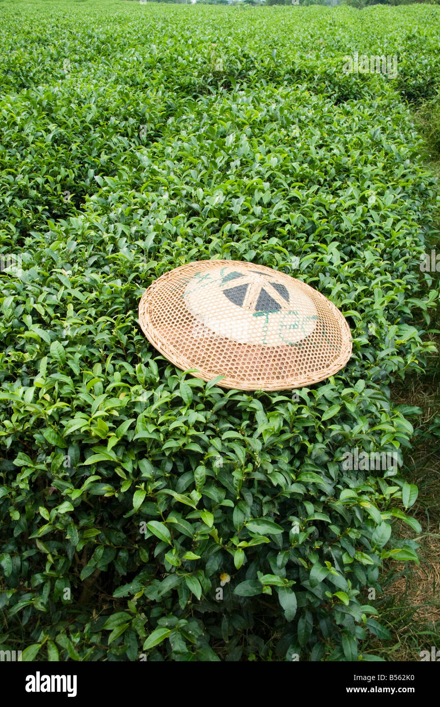 Eine traditionelle chinesische Sonnenhut auf dem Tee Busch, Guilin, China  Stockfotografie - Alamy