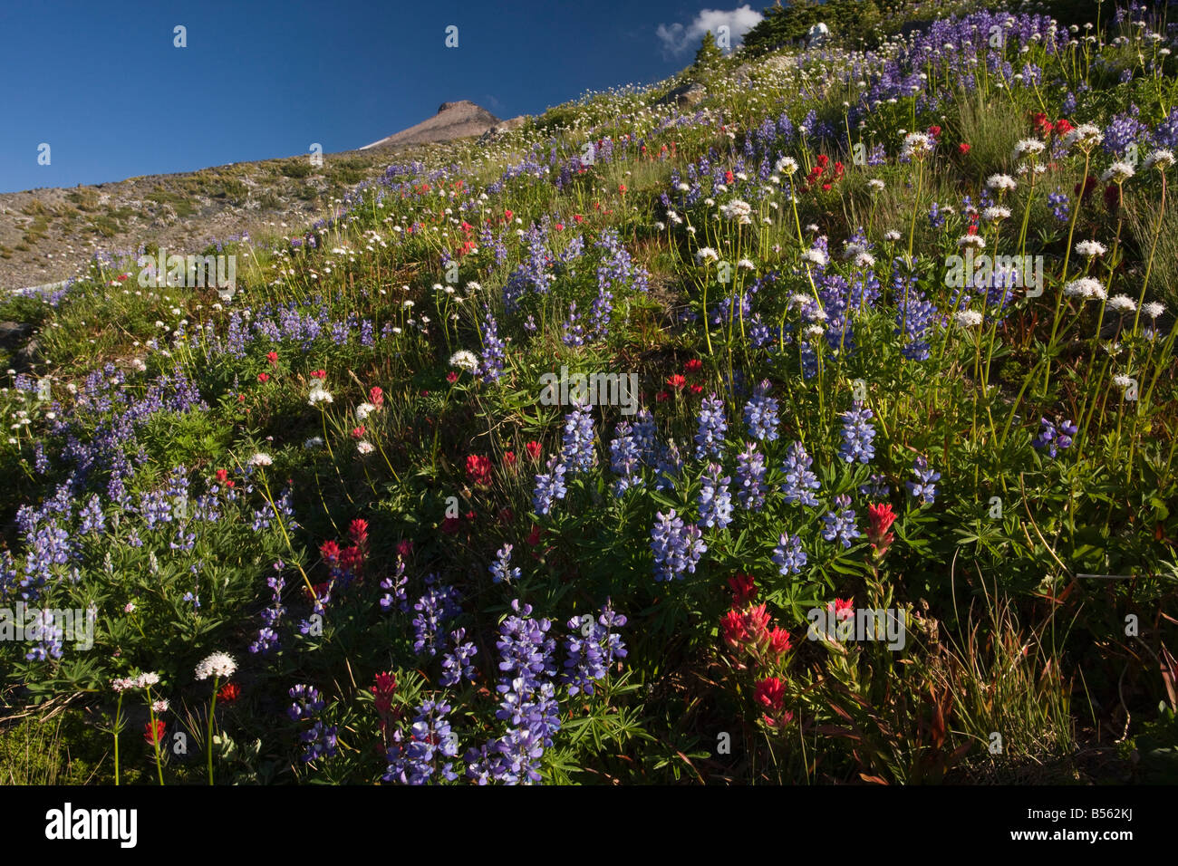 Spektakuläre Masse von Blumen Lupinen Suksdorf Pinsel Sitka Baldrian etc. an den oberen Hängen des Mount Hood, Oregon Stockfoto