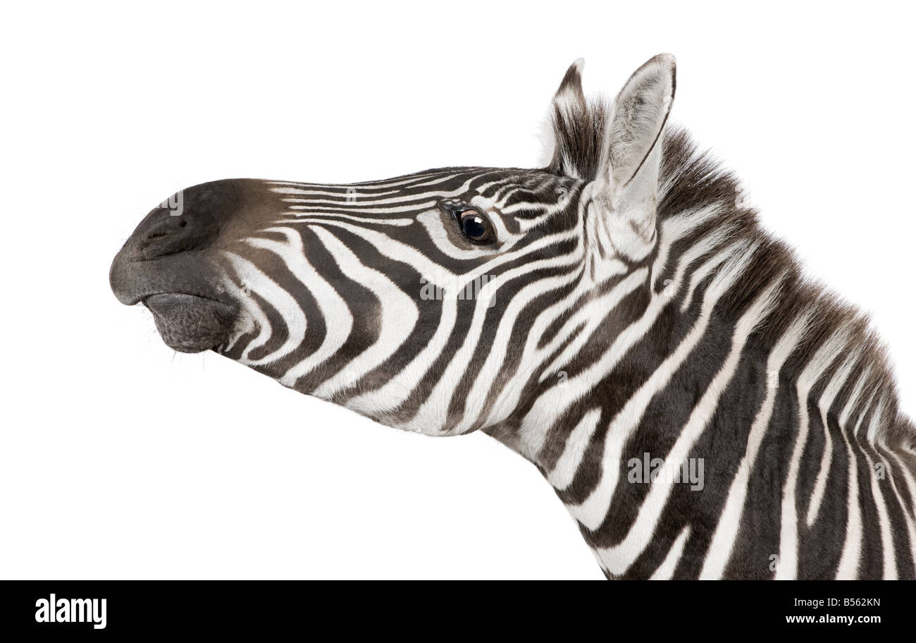 Zebra 4 Jahre vor einem weißen Hintergrund Stockfoto