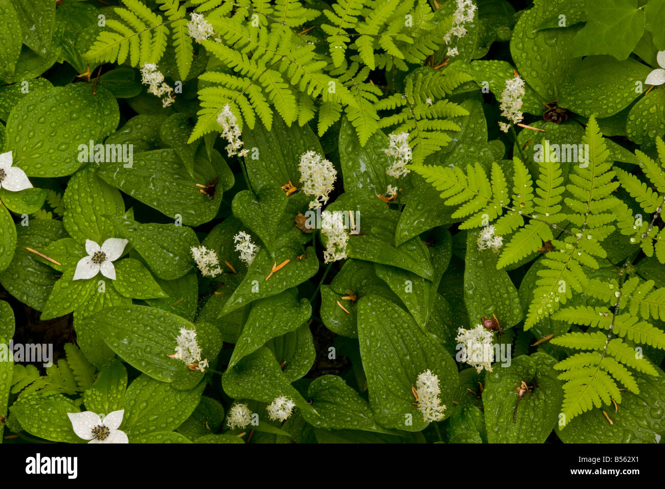 Schönen Wald Vegetation unter alten Growthforest Eiche Farn Mai Lilie und Bunchberry Lost Lake Mount Hood, Oregon Stockfoto