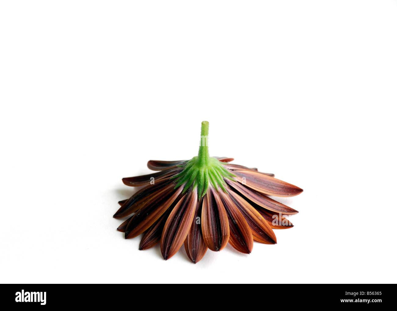 Toten Kopf Gerbera Blume Stockfoto
