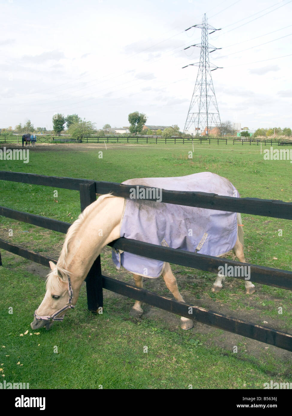 UK - Pferdekoppel und Stall in Lee Valley Riding Centre und Naturschutzgebiet in London Foto © Julio Etchart Stockfoto