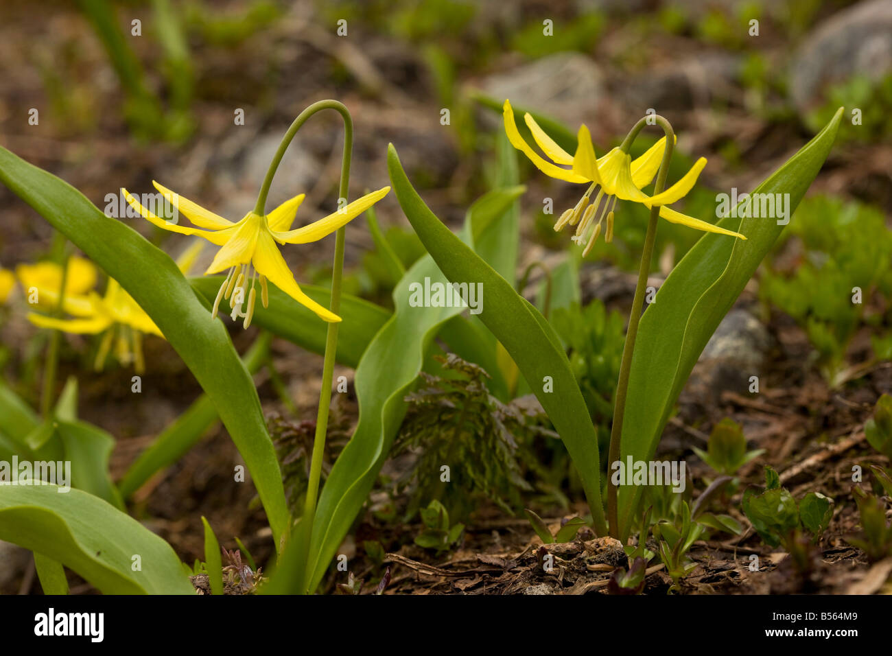 Gletscher-Lily oder gelbe Lawine Lilie Erythronium Grandiflorum Hurricane Ridge Olympic Nationalpark Washington Stockfoto