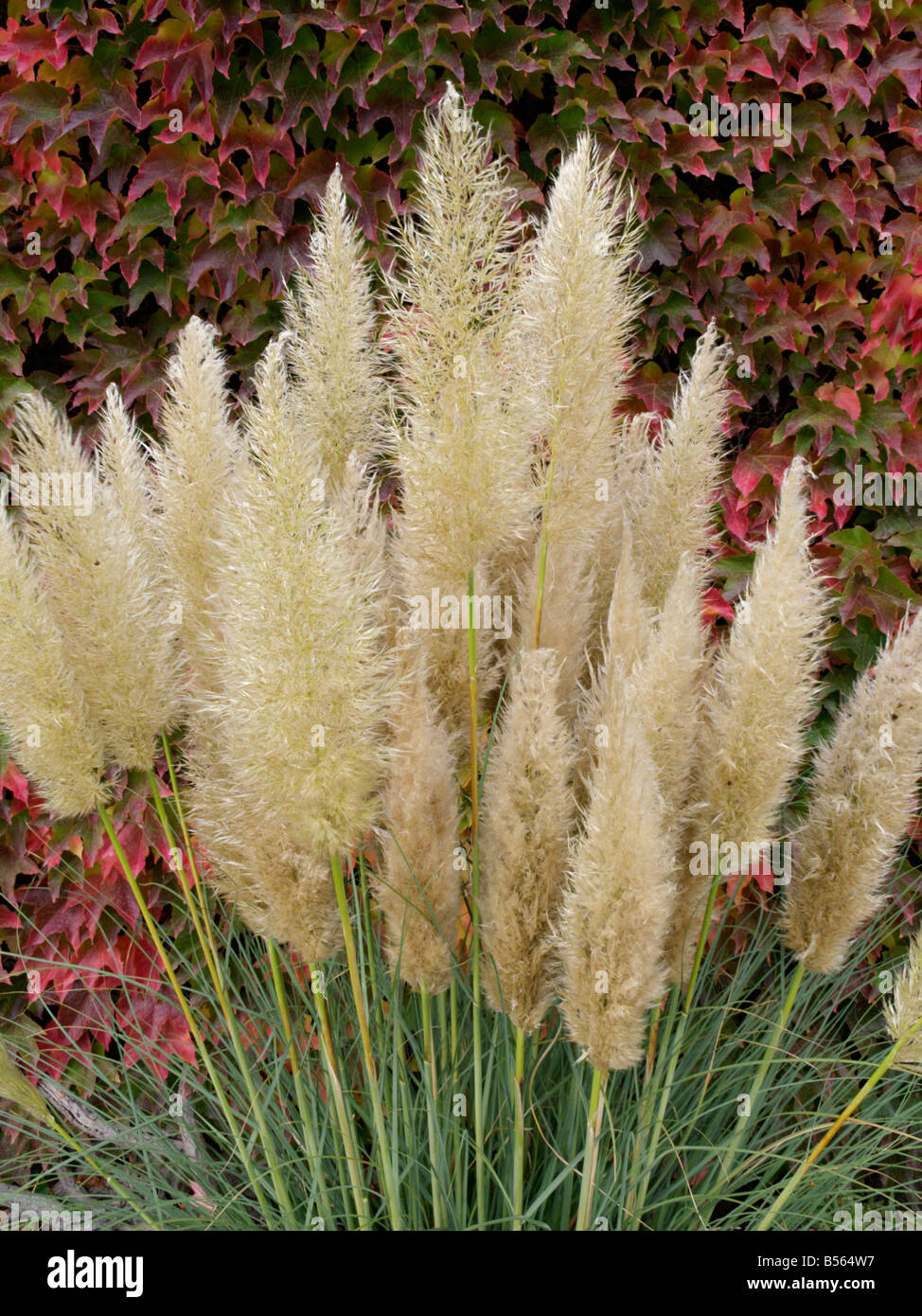 Pampas Gras (cortaderia selloana 'pumila') und japanische Kriechgang (parthenocissus Tricuspidata) Stockfoto