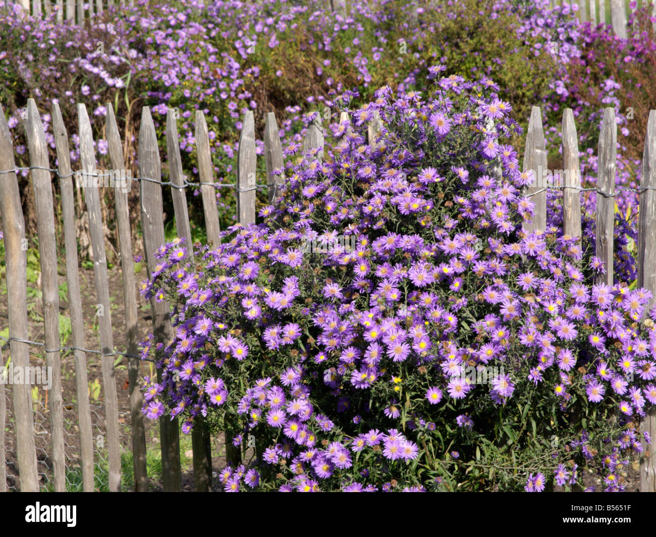 Astern (Aster) an einem Holzzaun Stockfoto