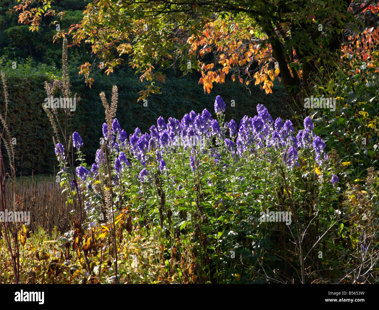 Der carmichael Eisenhut (aconitum carmichaelii 'arendsii' syn. aconitum Arendsii) Stockfoto