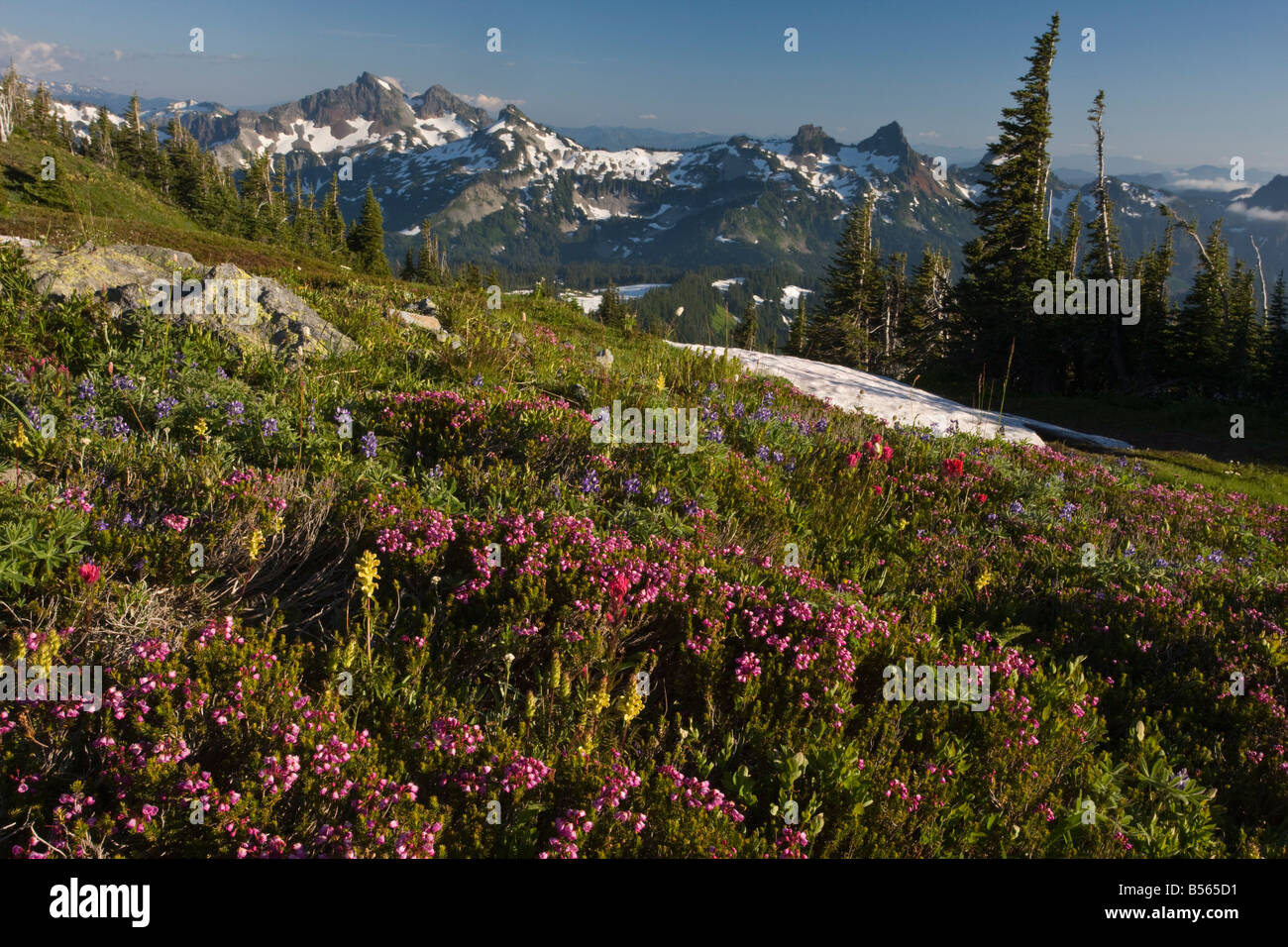 Spektakuläre Blumenwiesen mit Magenta Paintbrush Lupinen etc. auf Mazama Bergrücken oberhalb Paradies auf dem Mount Rainier Stockfoto