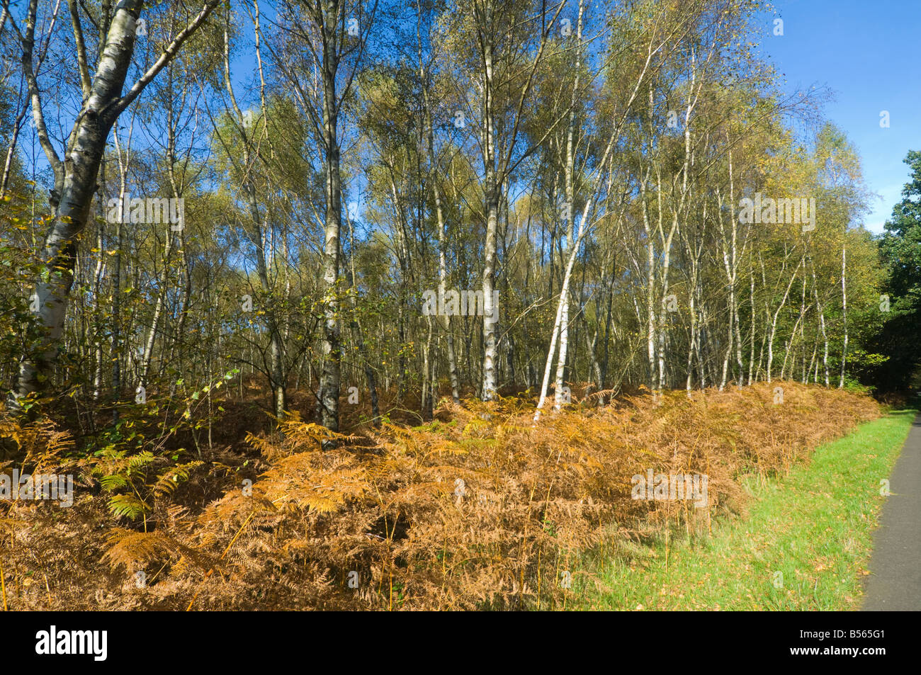 Silber Birken im Herbst Surrey UK Stockfoto