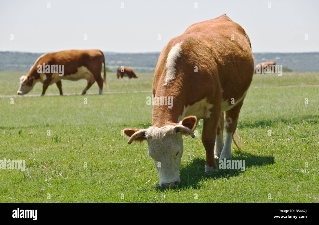 Texas Hill Country Stonewall Lyndon B Johnson National Historical Park Ranch Hereford-Rinder grasen auf der Weide Stockfoto