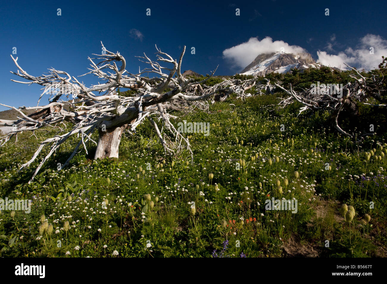 Massen an Blüten unter den Toten Weißstämmige Kiefern an oberen Hängen des Mount Hood, Oregon Stockfoto
