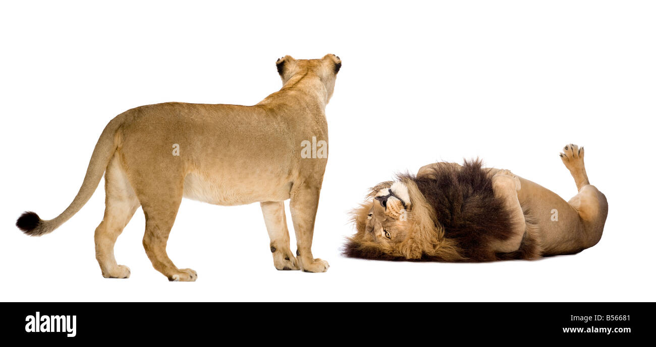 Löwe und Löwin vor einem weißen Hintergrund Stockfoto