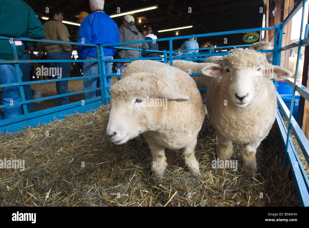 Romney Schafe auf der jährlichen Schafe und Wolle Festival in Rhinebeck, New York Stockfoto