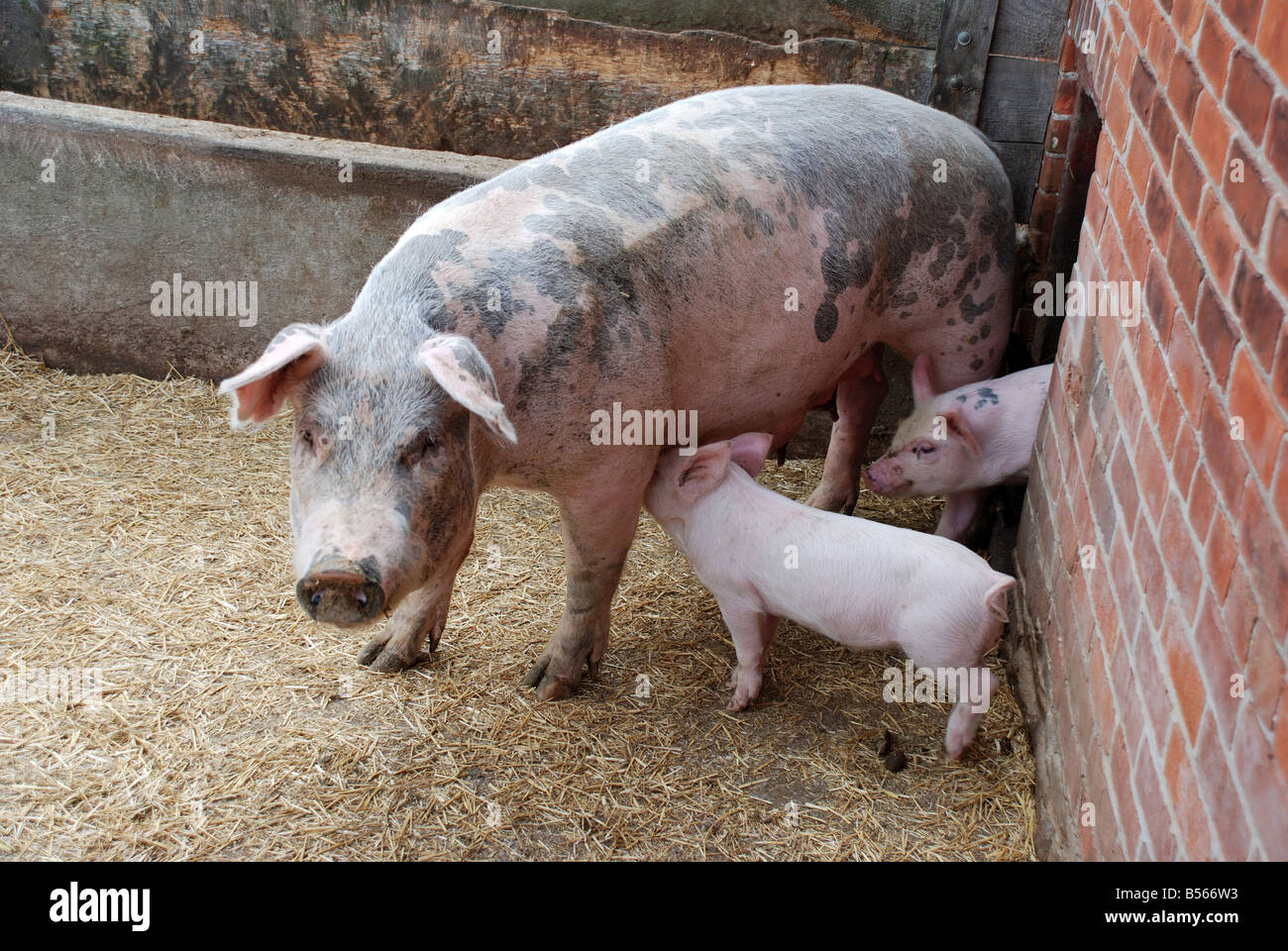 Ferkel und Mutterschwein Stockfoto