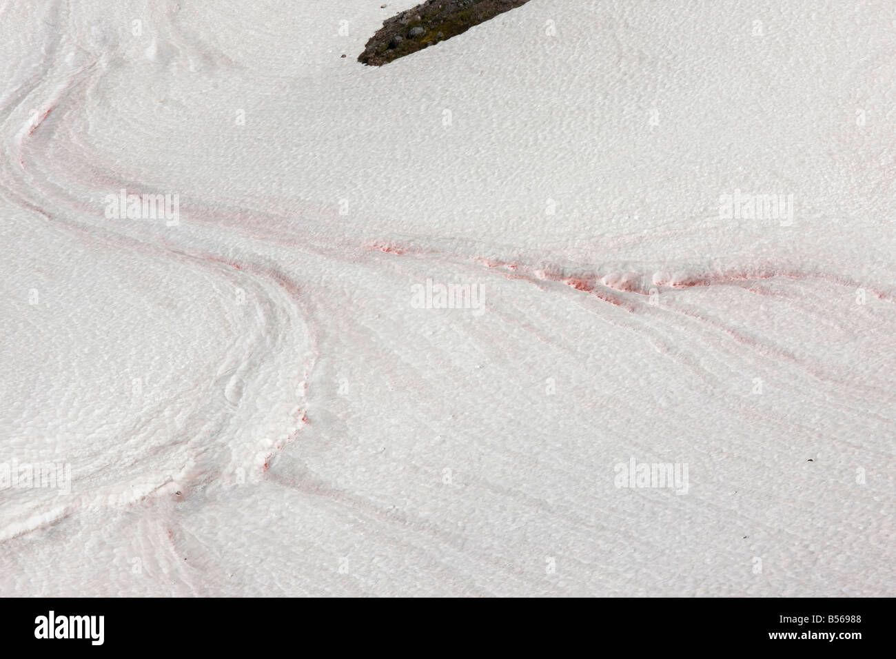 Red Snow oder Wassermelone Schnee verursacht durch einzellige Algen Chlamydomonas Nivalis auf Mount Rainier Cascade Mountains Washington Stockfoto