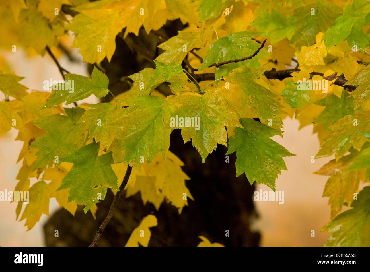 Blätter der wilden Speierling Sorbus Torminalis im Herbst Farbe Rumänien Stockfoto