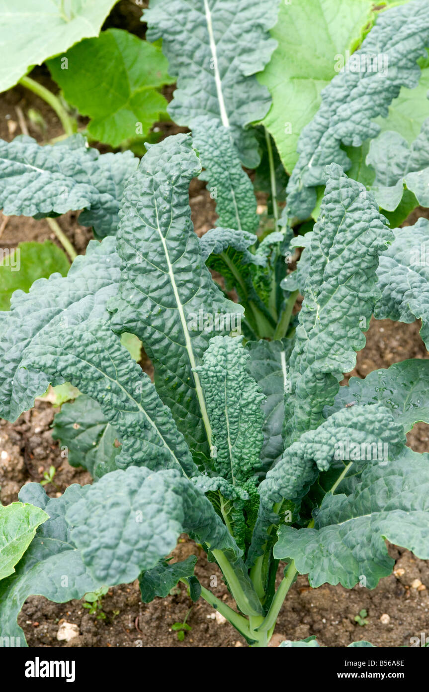 Schwarzen Kale 'Nero di Toscana' Stockfoto