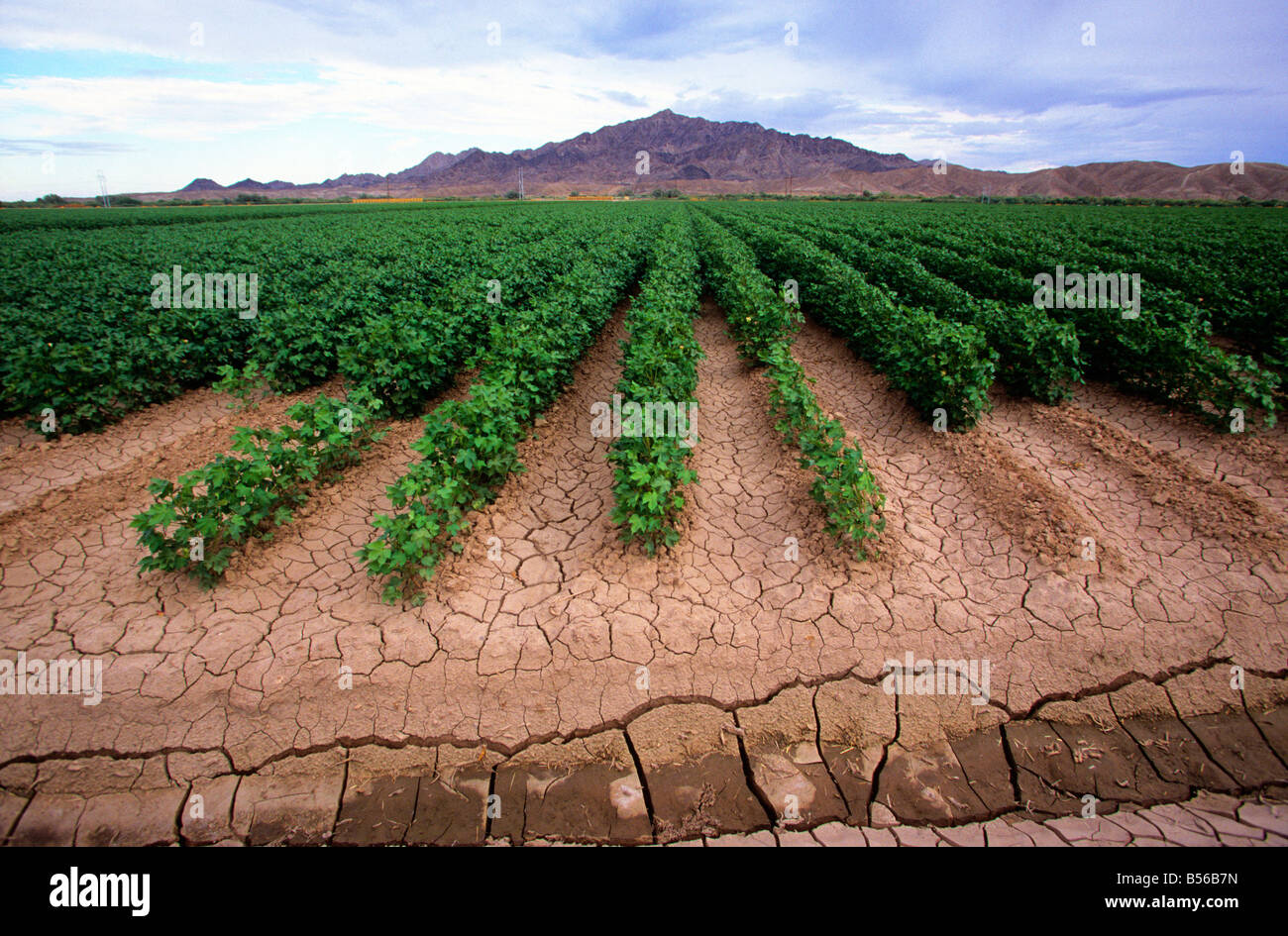 Boden trocknet und Risse zwischen Ströme von Wasser zur Bewässerung auf einer bewässerten Farm wächst Gemu in der kalifornischen Wüste, USA Stockfoto