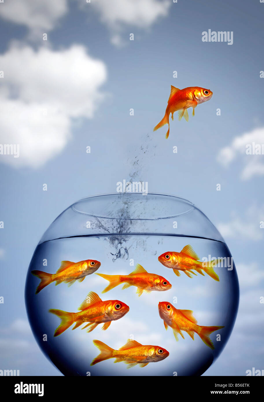Goldfisch, der von einem glas wasser springt Fotos und Bildmaterial
