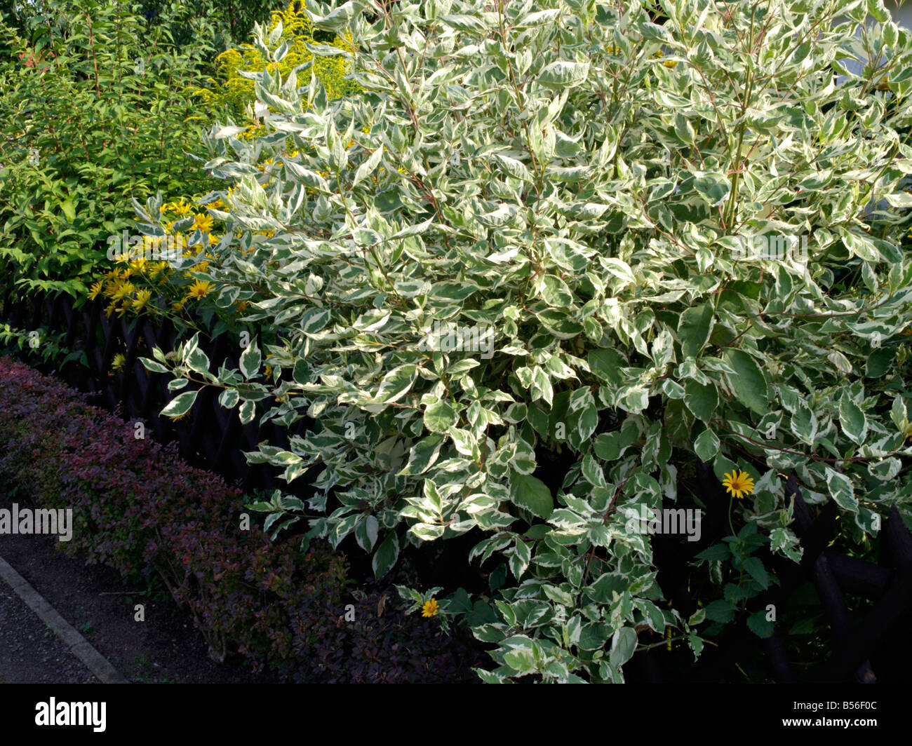 Tartarian Hartriegel (Cornus alba) Stockfoto