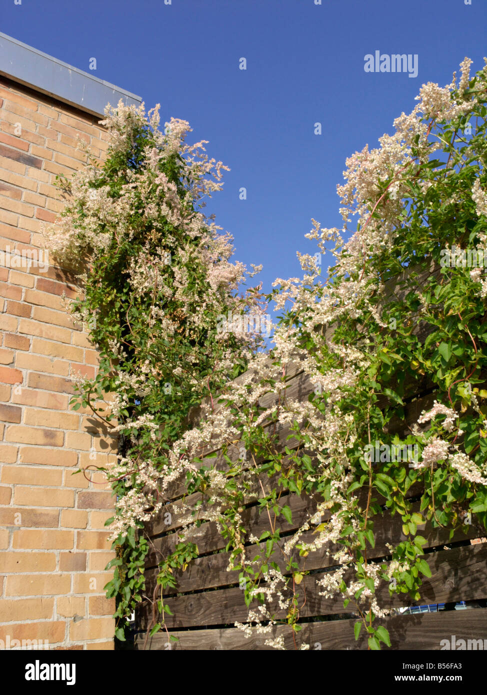 Russische Weinstock (fallopia aubertii Syn. polygonum aubertii) Stockfoto