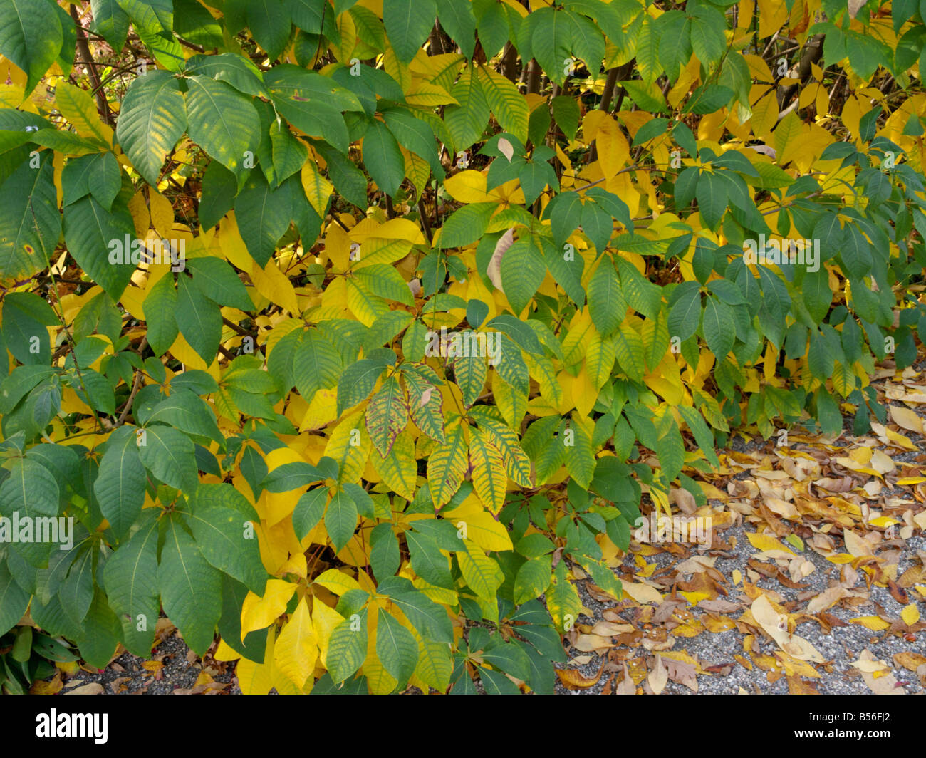 Zwerg Roßkastanie (aesculus parviflora) Stockfoto