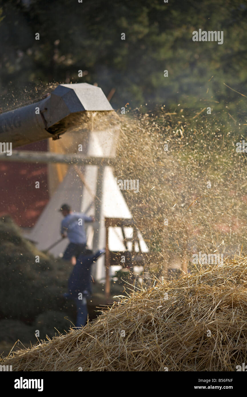Weizen Dreschen Demonstration während der Dampfmaschine zeigen bei Westwold, "British Columbia", Canada Stockfoto
