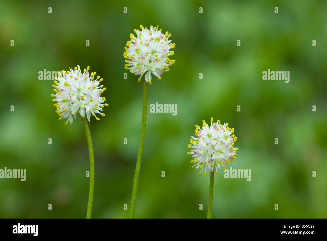Westlichen Tofieldia Tofieldia Occidentalis in nassen Wiesen Mount Lassen Nationalpark Kalifornien Stockfoto