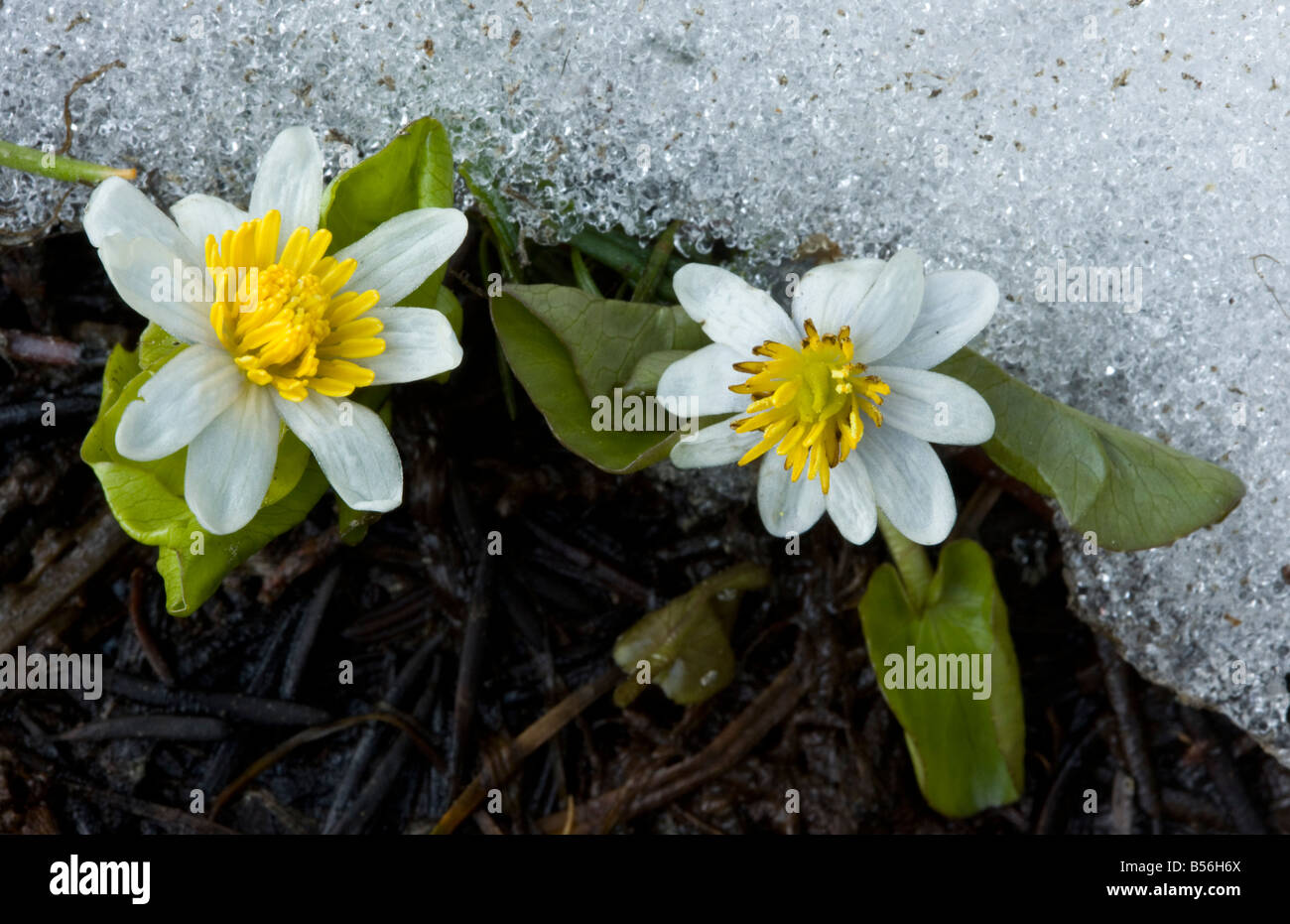 Western Marsh Marigold oder White Marsh Marigold Caltha Leptosepala blühen neben schmelzenden Schnee in der Nähe von Schwestern Stockfoto