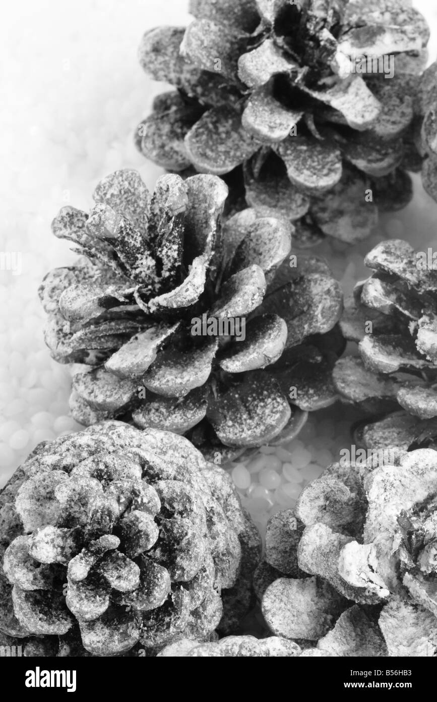 Nahaufnahme von mehreren schneebedeckten Tannenzapfen Stockfoto