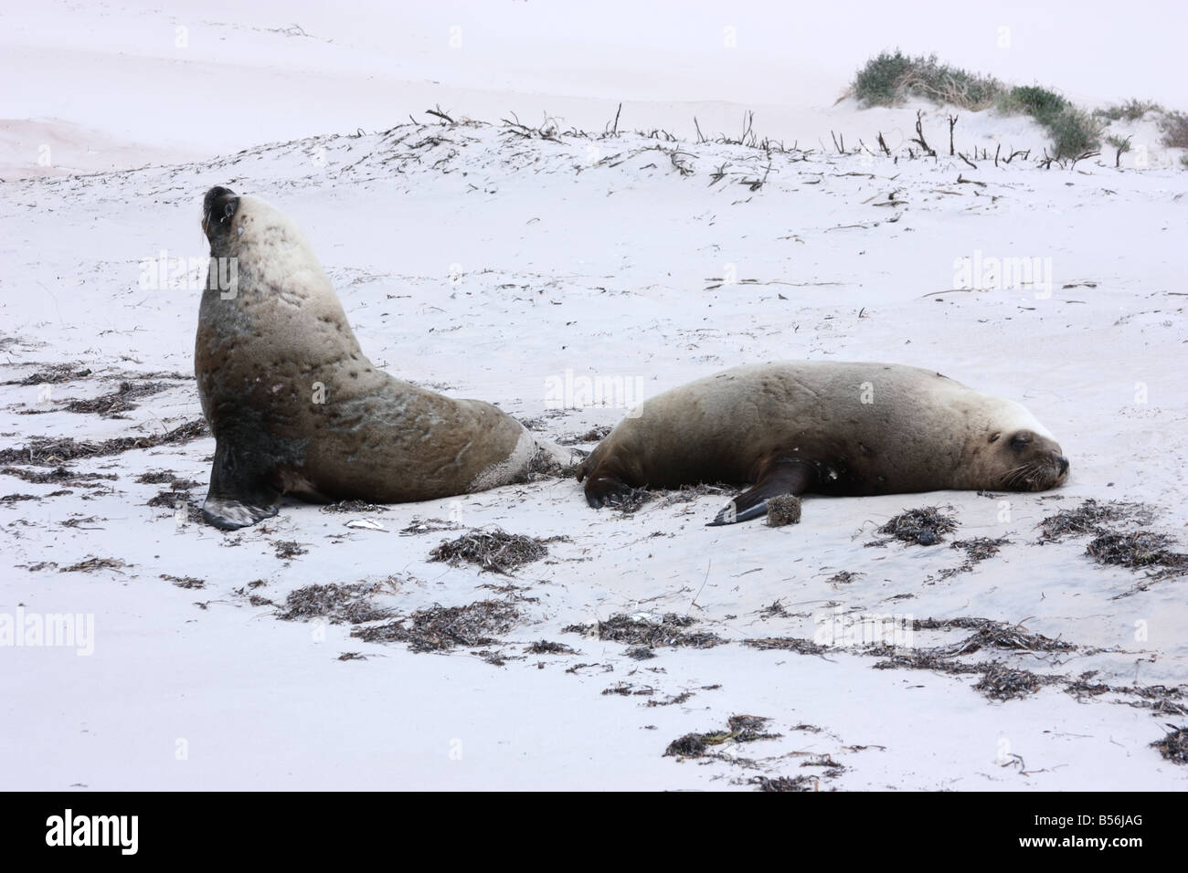 Robben am Strand in th oberen Spencer Gulf hochauflösende Fotografie Stockfoto