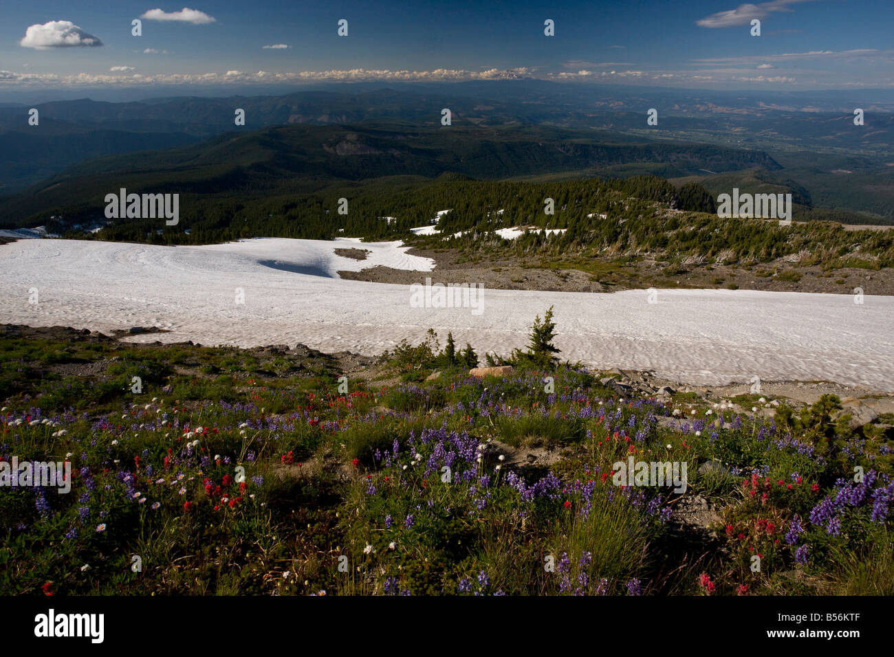 Spektakuläre Masse von Blumen Lupinen Suksdorf Pinsel Sitka Baldrian etc. an den oberen Hängen des Mount Hood, Oregon Stockfoto
