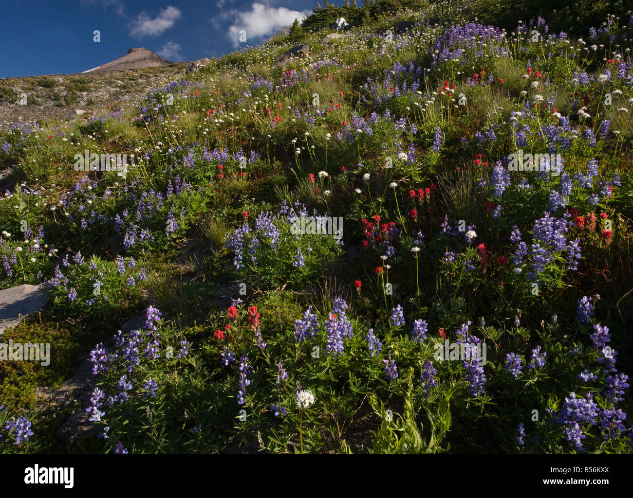 Spektakuläre Masse von Blumen Lupinen Suksdorf Pinsel Sitka Baldrian etc. an den oberen Hängen des Mount Hood, Oregon Stockfoto