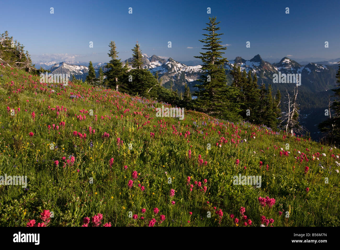 Spektakuläre Blumenwiesen mit Magenta Paintbrush Lupinen etc. auf Mazama Bergrücken oberhalb Paradies auf dem Mount Rainier Stockfoto