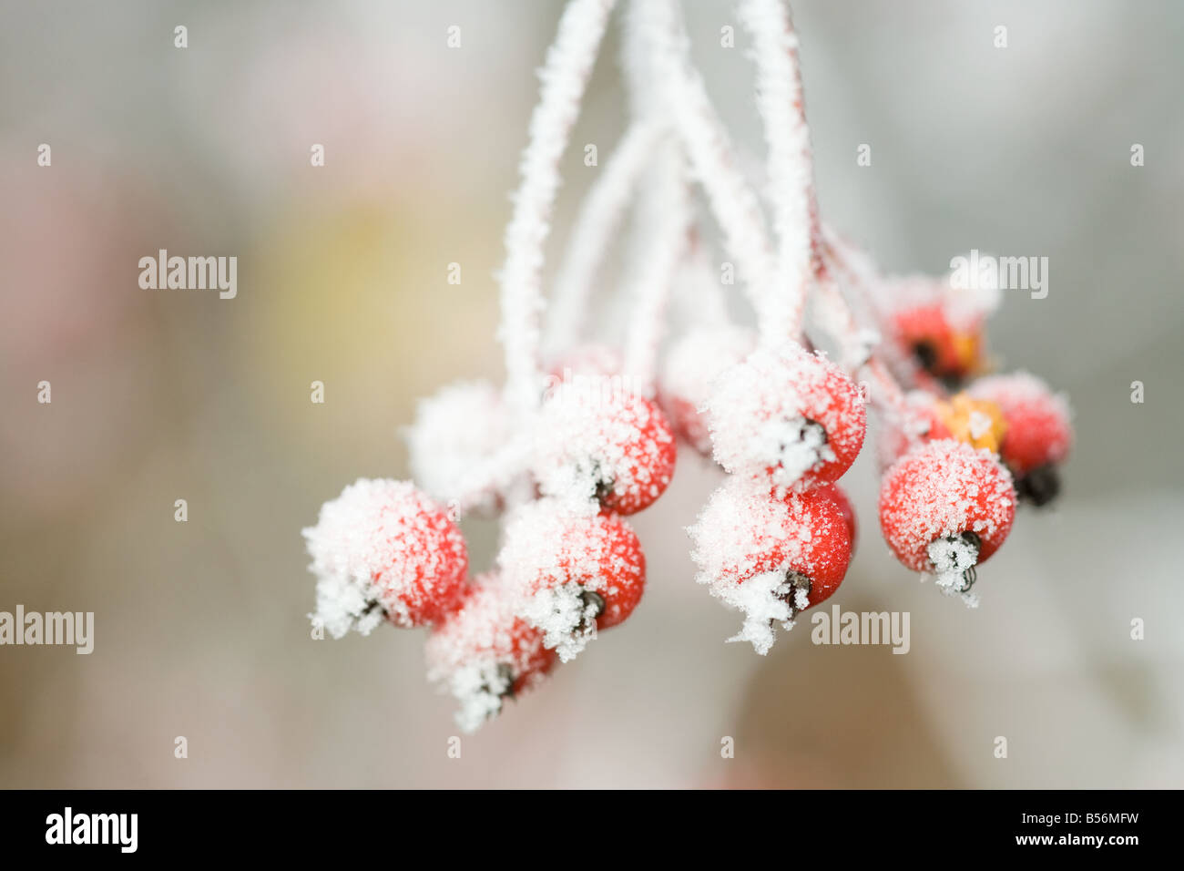 Bäume Mit Roten Beeren Im Winter Rote beerenfrost -Fotos und -Bildmaterial in hoher Auflösung – Alamy