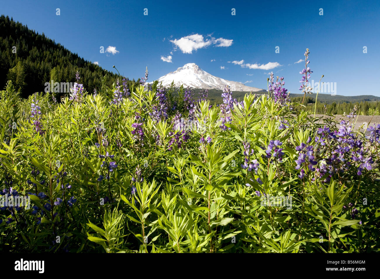 Wildblumen und Mount hood Stockfoto