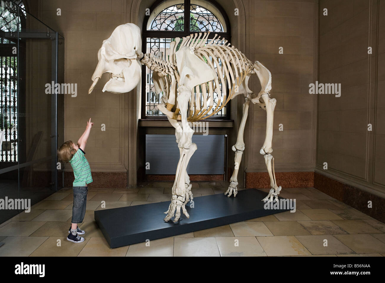 Junge Blick auf einem Elefanten-Skelett Stockfoto