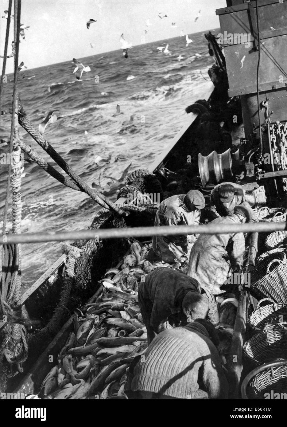 Fischkutter in der Nordsee Fisch ausnehmen, nachdem Trawler für nächsten Fang angeschossen wurde. &#13; &#10; Mai 1942 &#13; &#10; P009189 Stockfoto