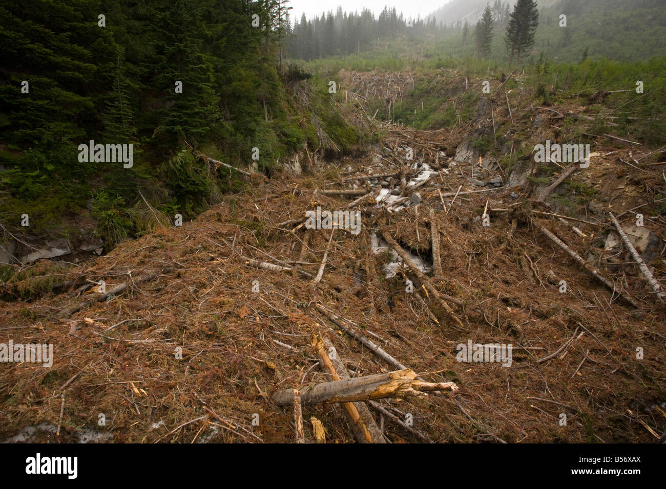 Spur der Lawine durch Tannenwald auf Mount Rainier Cascade Mountains Washington Stockfoto