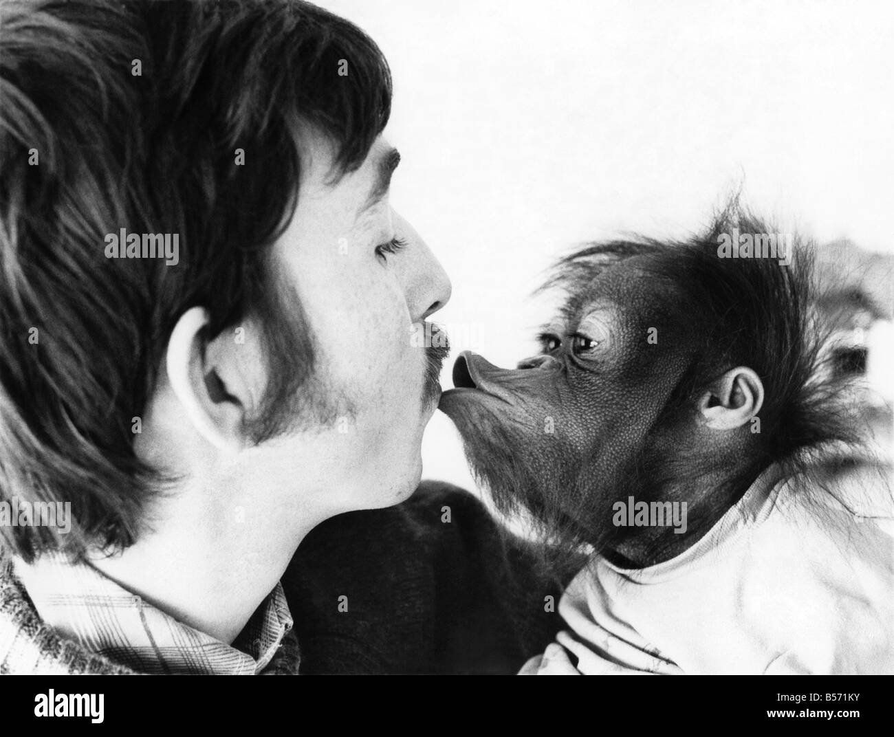 Wenn Cody umgibt, besser rufen Sie ihn kein Affe. Er ist ein Orang-Utan. Und er möglicherweise in der Lage, Sie schon bald sagen. Für die behaarte kleine Kerl hat Privatunterricht täglich in englischer Sprache. Und wie überall stolze Eltern, Keith Laidlaw sehnt sich nach des Tages wenn Cody sprechen wird. Für Zoologie übernahm Dipl. Keith, der an der Durham University studiert, nach Cody echte Mama ihn im Flamingo Park Zoo, Yorkshire abgelehnt. ; Cody gibt einen zarten Kuss, Keith, der Student, der "Mama" wurde. ; März 1974 P004079 Stockfoto