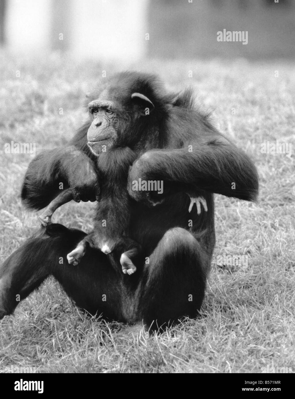 Die Woche bekam alten Schimpansen Benson ganz hatte nicht den Dreh Spanferkel bis zu Mama Rosie, so es ein wenig Ermutigung dauerte, um ihn zu füttern. Rosie, die Mutter war Handreared durch ihre Hüter von Geburt, so war es viel wichtiger, Benson Fütterung gut zu bekommen. Mit Benson gibt es nun vier Generationen von Schimpansen im Zoo von Chester. Rosie hatte ein weiteres Baby Schimpanse Botham letztes Jahr Verstorbenen nach 3 Monaten, so dass sie ganz besonderen Pflege Benson stattfindet. November 1986 P004094 Stockfoto