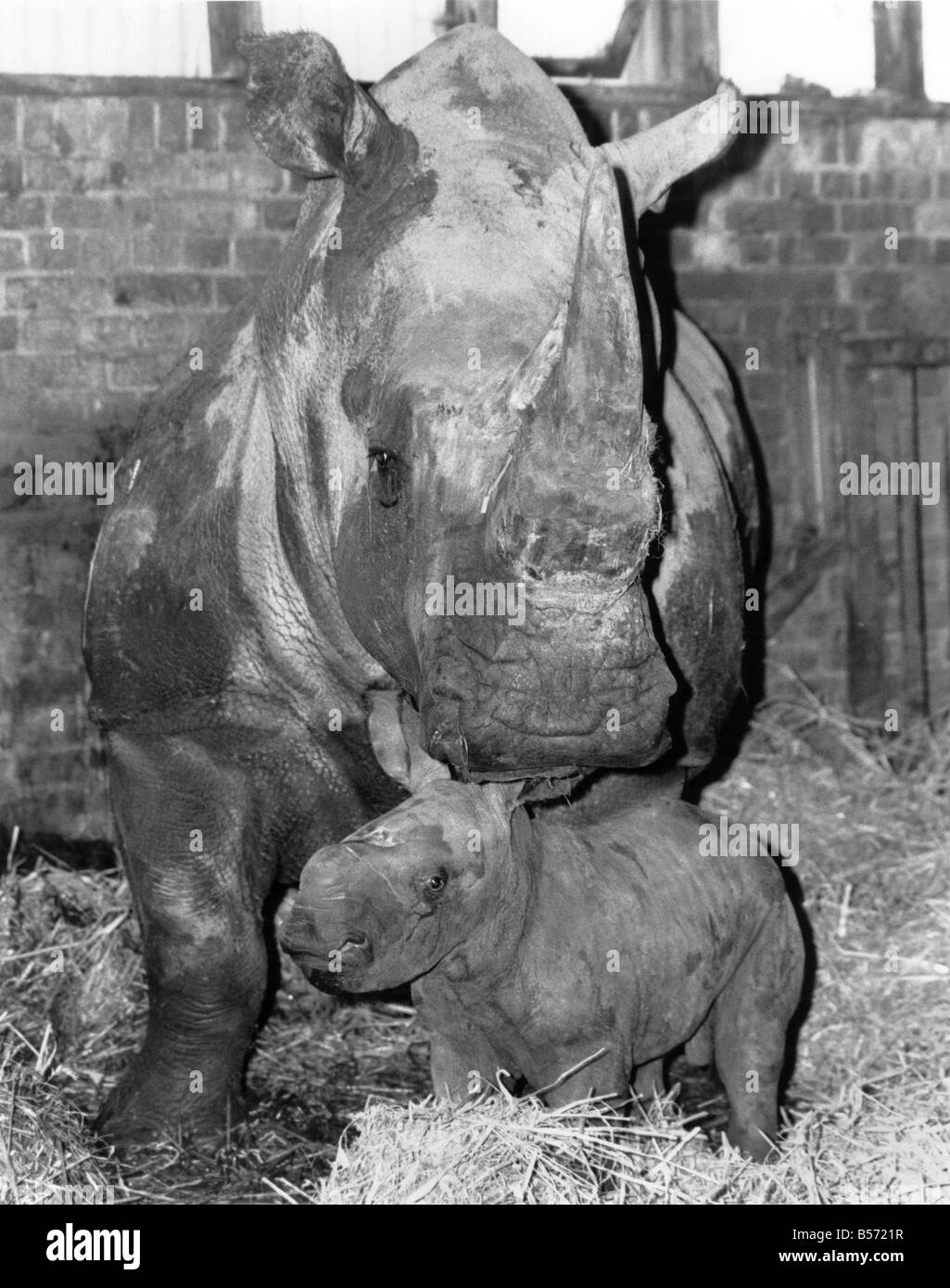 Junior-Hörner in der Mutter kann über die Aufmerksamkeit, die ihr neues Baby ist immer schlecht gelaunt aussehen- aber er hat nicht wirklich setzen ihre Nase setzen des Gelenks. In der Tat ist Bertha ihre Kinder stehlen das Bild für Junior die weiße Nashorn von Longleaf Safari Park in Wiltshire gewöhnungsbedürftig ist das vierte Kind hatte sie in Gefangenschaft. Und um zu denken, die White Rhino ist eine gefährdete Art wieder zu Hause in Afrika. Bertha die White Rhino mit ihrem Sohn Junior. September 1987 P004251 Stockfoto