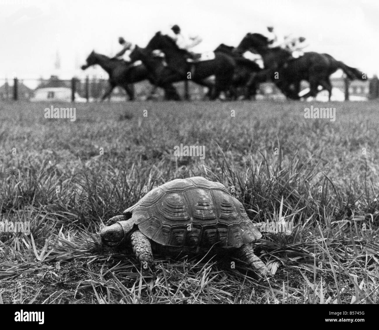 Mit Hochdruck daran! Es ist die Zeit, die jedes Speedster fürchtet - der Moment, wenn sie erkennen, sie sind nicht mehr die Spitzen. Für die schnellste Schildkröte Hortense, Großbritannien kam es am Donnerstag (24.03.77). Aber dann hatte sie eher eine gute Ausrede. Für sie ihre Fähigkeiten gegen drei-jährigen Rennpferde zu Beginn der Rennsaison flach Pferd in Doncaster Lochfraß war. Natürlich blieb die Schildkröte bei der Post. Aber das ist um nur zu erwarten, wenn Sie wissen, dass sie nicht in der strengen Ausbildung für sechs Monate gewesen. In der Tat out stapfte nicht, da sie alle Ankömmlinge entfernt mit dem Titel des schnellsten Schildkröte Großbritanniens toben Stockfoto