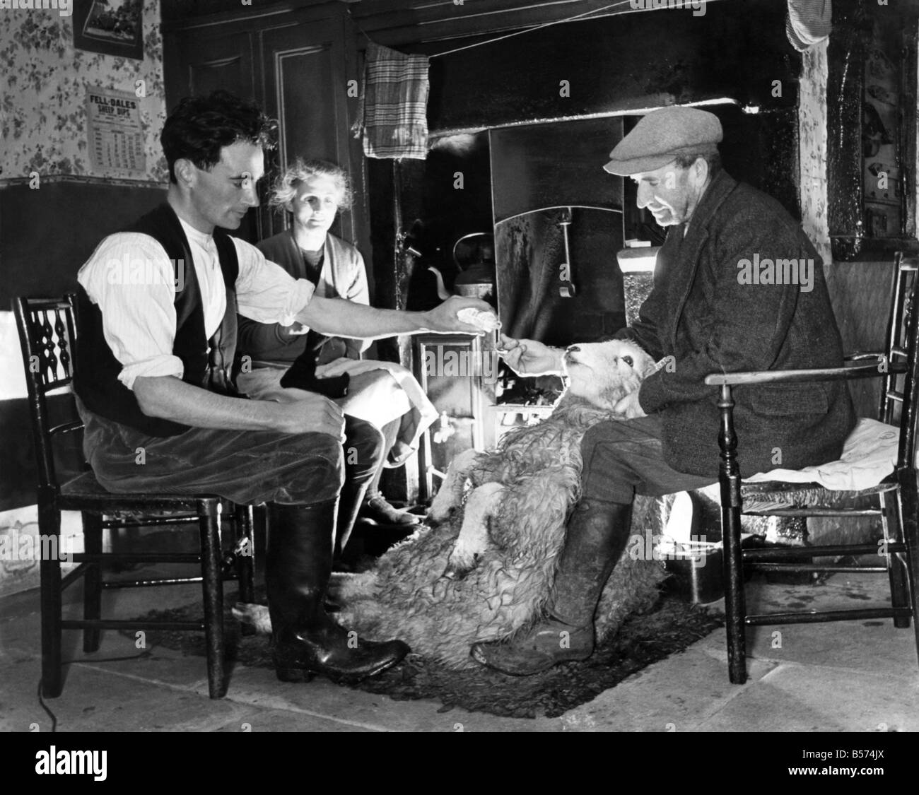Landwirt Vickers mit seiner Familie eine kranke Schafe Dosierung. November 1938 P004482 Stockfoto