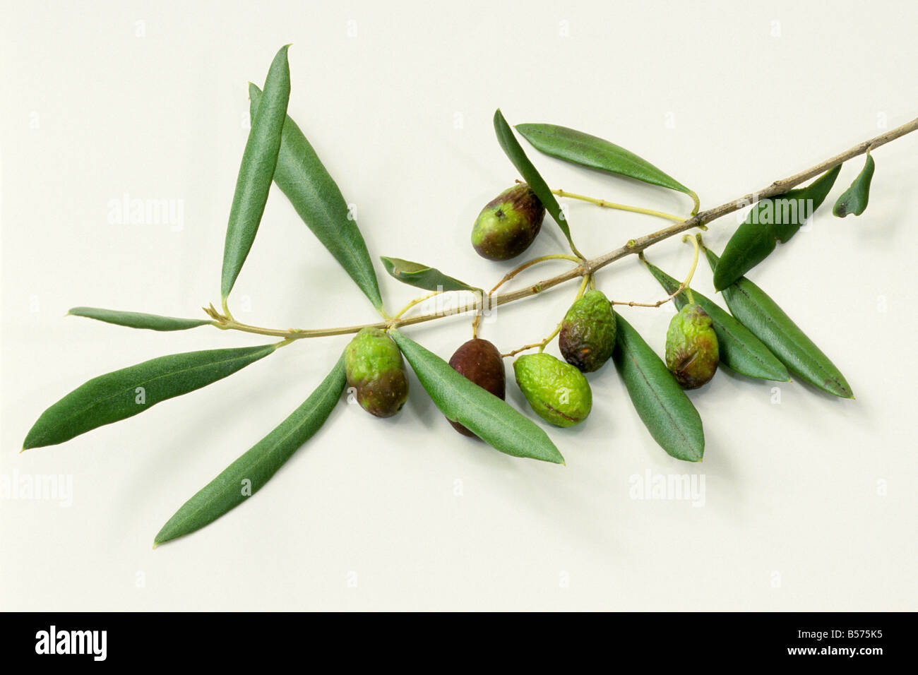 Olive Tree (Olea Europaea), Zweig mit Blättern und Früchten, Studio Bild Stockfoto