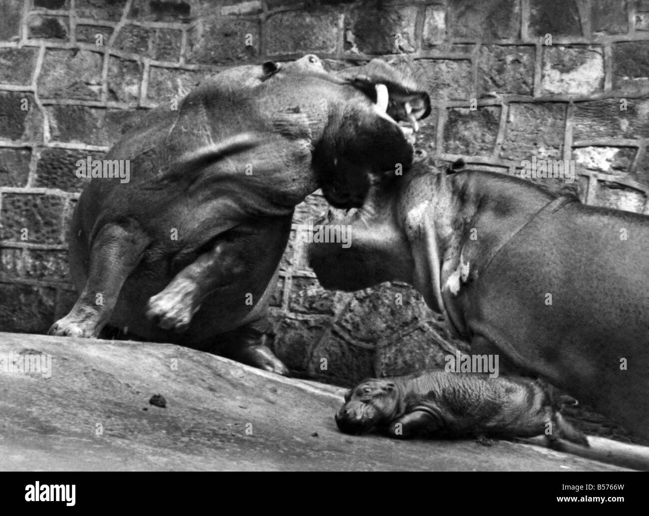 Mutter zur Rettung: General das Nilpferd biß mehr, als er kauen konnte, als sein Kumpel Myra ihren Sohn ins Maul im Zoo von Chester am Mittwoch verschwinden sah 1.. Oktober. Natürlich Papa wollte nicht wirklich einen Tag alte Casper schlucken - immerhin sind Flusspferde nicht Carniverous Viecher. Aber die drei Tonnen Mum war sicherlich nicht glücklich über allgemeine versuchen, die Show stehlen, wenn Casper zum ersten Mal öffentlich ausgestellt ging, und sie ihr Gewicht hinter ihren Protest setzen, wie große Mund Vater bald herausgefunden. Oktober 1980 P004989 Stockfoto