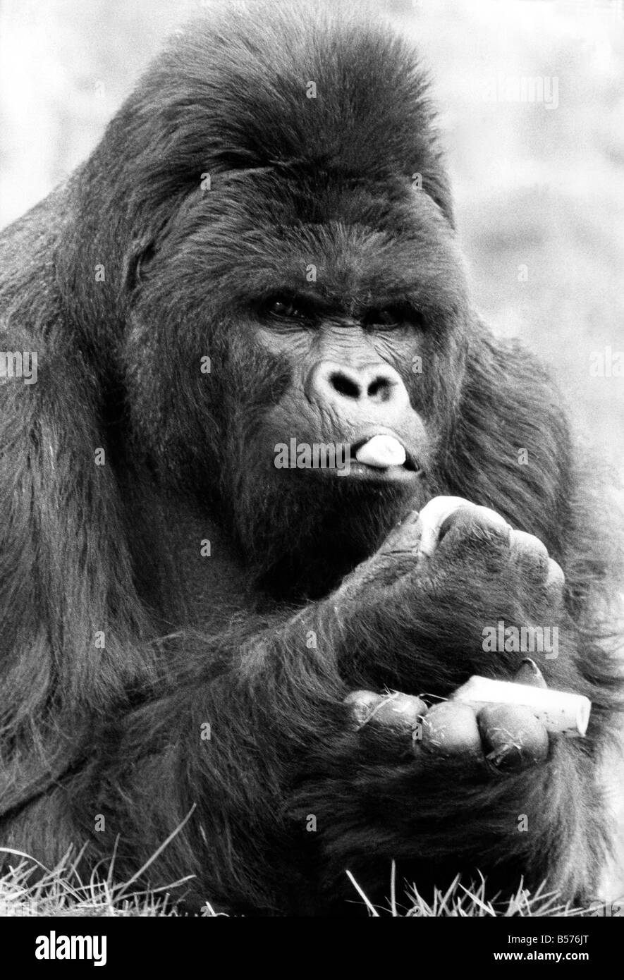 Etwas zum Schmunzeln, Mukisi, Chester ZooÛs berühmten östlichen Flachlandgorilla nach Belgien leuchtet zu Paaren mit zwei weiblichen gorill Stockfoto