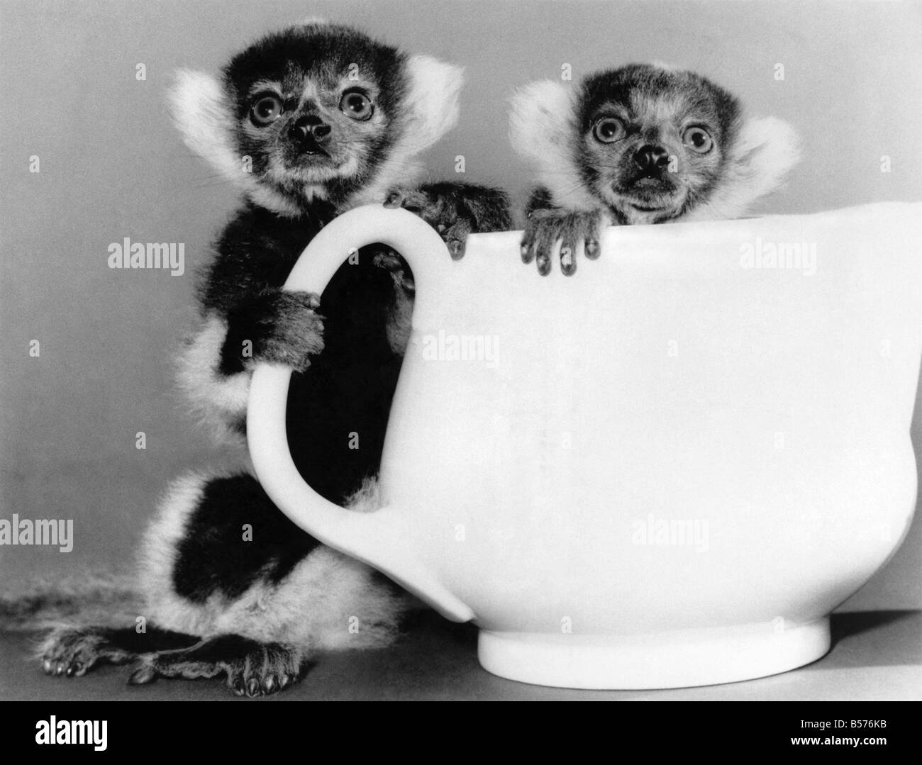 Tee für zwei im Zoo: nichts geht über einen schönen Tee ein paar Chaps Tausende von Meilen von zu Hause aus aufzuheitern. Diese kleinen Kerle, zwei-Woche-alten werden zerzaust Lemuren, gehören zu einer extrem seltenen Arten und Hand aufgezogen im Howletts Zoo in Kent. Zwei für TeaÖ Ruffled Lemuren. Juli 1986-P004184 Stockfoto
