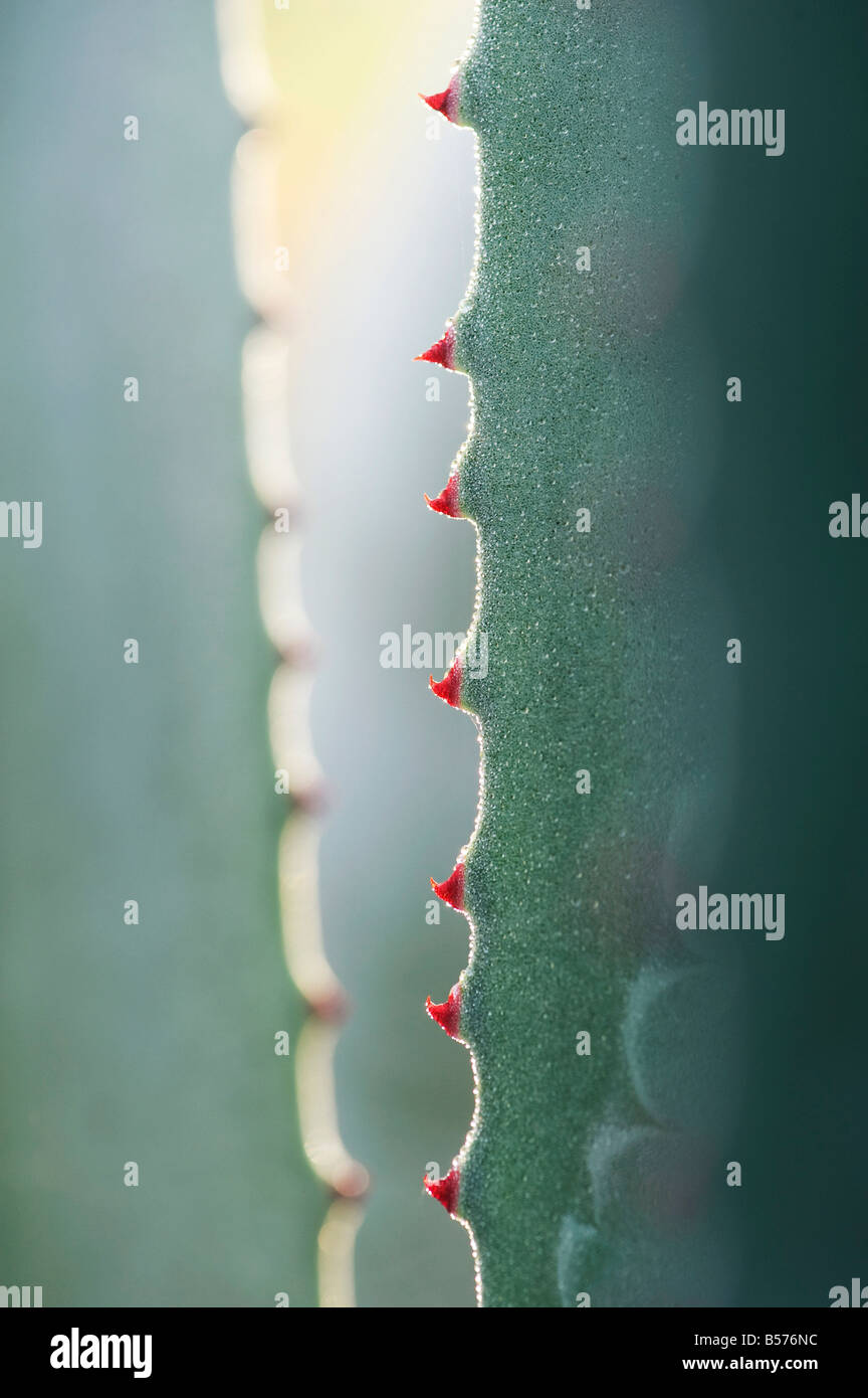 Agave Americana.  Jahrhundertpflanze Blatt Stacheln abstrakt Stockfoto