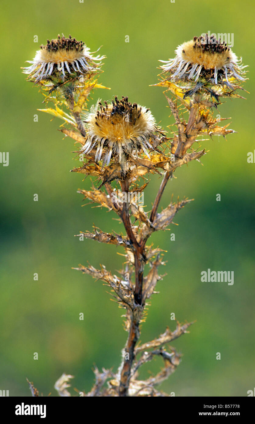 Carline Thistle Stockfoto