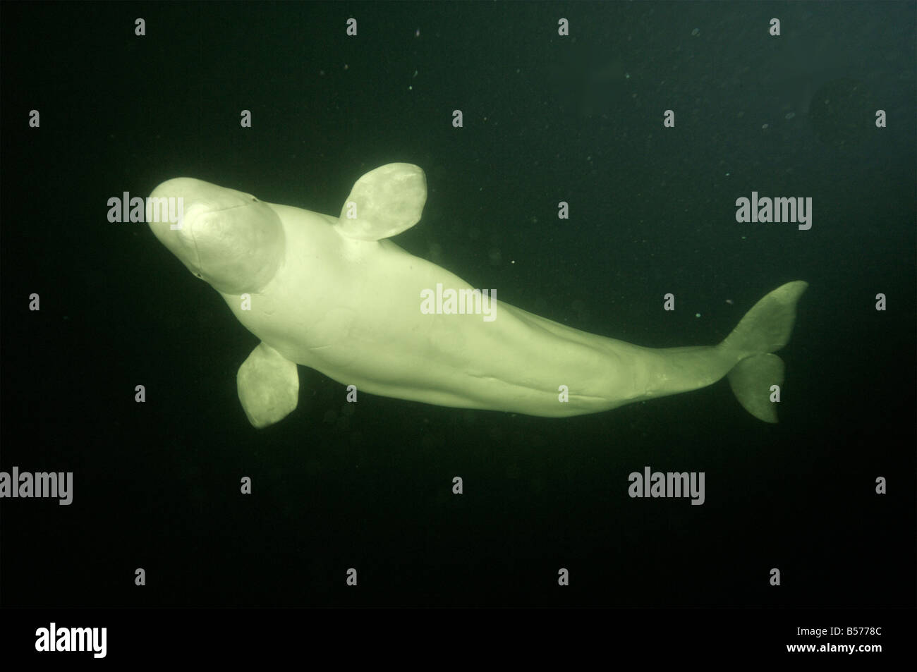 Beluga, Weißwal (Delphinapterus Leucas) im Weißen Meer, Russland Stockfoto